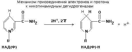 никотинамидные дегидрогеназы (надг) - student2.ru