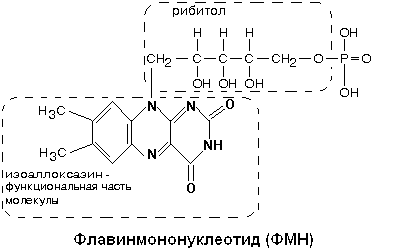 никотинамидные дегидрогеназы (надг) - student2.ru