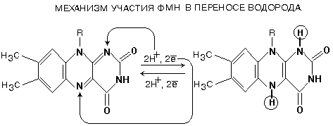 никотинамидные дегидрогеназы (надг) - student2.ru