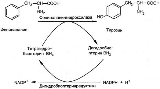 Нормализация переваривания и всасывания белков - student2.ru