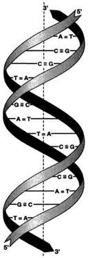 Нуклеиновые кислоты. ДНК: строение, свойства и функции. РНК: строение, виды, функции - student2.ru
