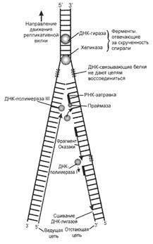 Нуклеиновые кислоты. ДНК: строение, свойства и функции. РНК: строение, виды, функции - student2.ru