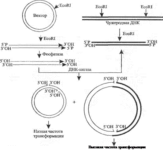 Объединение фрагментов ДНК - student2.ru