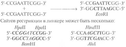 Объединение фрагментов ДНК - student2.ru