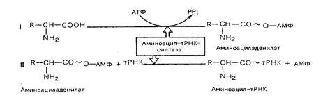 Обезвреживание аммиака в организме - student2.ru