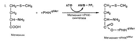 Обезвреживание аммиака в организме - student2.ru