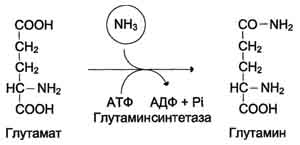 Обмен аммиака и аминокислот между органами и тканям. - student2.ru