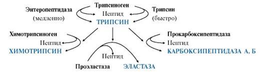 обмен веществ: обмен белков - student2.ru