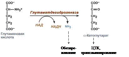 обмен веществ: обмен белков - student2.ru