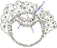 Образование амниотического пузырька - student2.ru