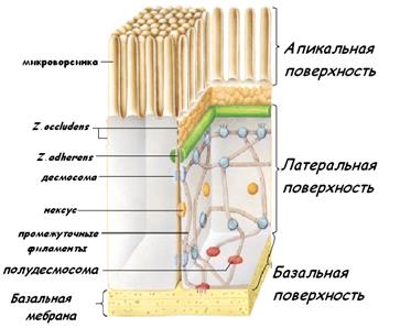 Общая характеристика покровных эпителиев - student2.ru