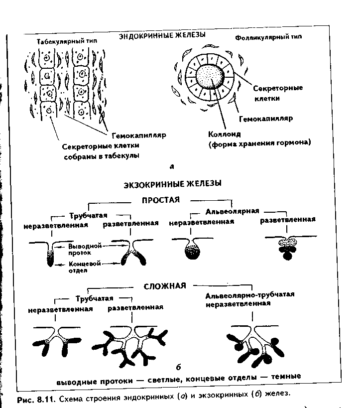 общая морфофункциональная характеристика - student2.ru