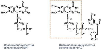 Общая особенность в том, что действуют в составе ферментов, являясь их коферментом. Их отсутствие в пище значительно нарушает процессы метаболизма - student2.ru