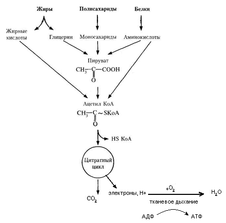 общая схема катаболизма - student2.ru