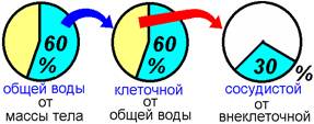 Общая вода, жидкости организма и жидкости внутренней среды - student2.ru