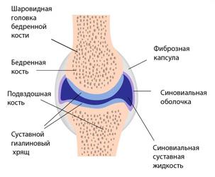 Общие принципы строения костей - student2.ru