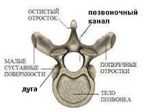 Общие принципы строения костей - student2.ru