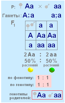 оформление задач по генетике - student2.ru