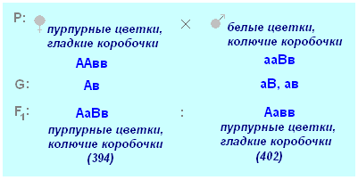 оформление задач по генетике - student2.ru