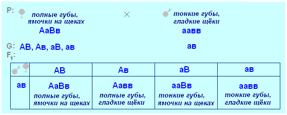 оформление задач по генетике - student2.ru