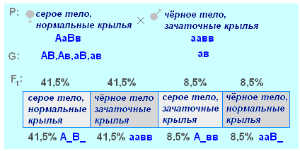 оформление задач по генетике - student2.ru