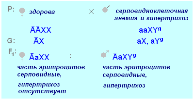 оформление задач по генетике - student2.ru