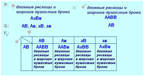 оформление задач по генетике - student2.ru