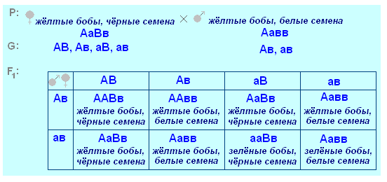 оформление задач по генетике - student2.ru