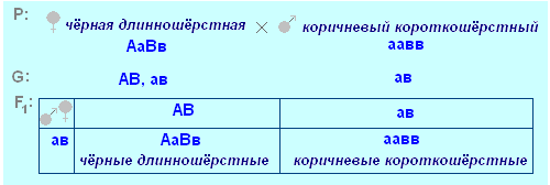 оформление задач по генетике - student2.ru