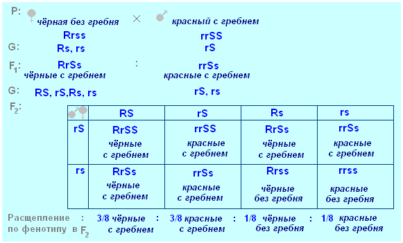 оформление задач по генетике - student2.ru