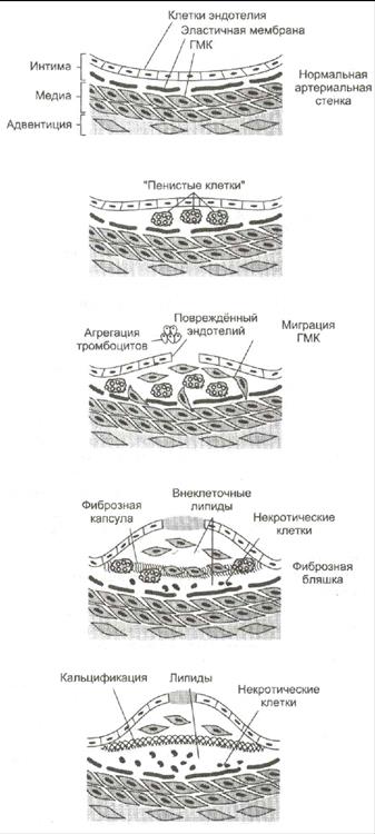 Окисление КТ в периферических тканях - student2.ru
