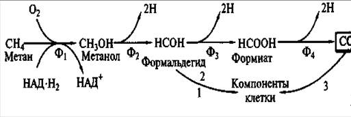 Окисление углеродных соединений как основное свойство метанотрофов - student2.ru