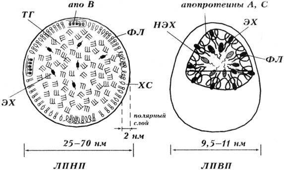 Окисление жирных кислот (b-окисление) - student2.ru