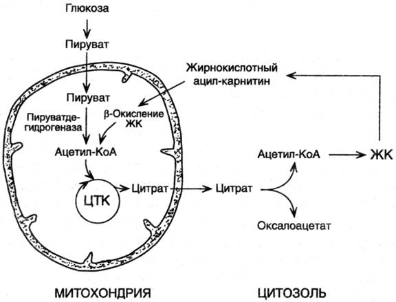 Окисление жирных кислот (b-окисление) - student2.ru