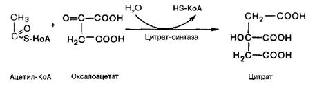 Окисления ацетил-CоА в цикле Кребса - student2.ru