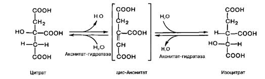 Окисления ацетил-CоА в цикле Кребса - student2.ru