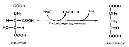 Окисления ацетил-CоА в цикле Кребса - student2.ru