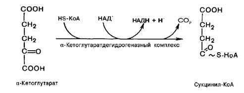 Окисления ацетил-CоА в цикле Кребса - student2.ru