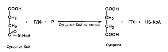 Окисления ацетил-CоА в цикле Кребса - student2.ru