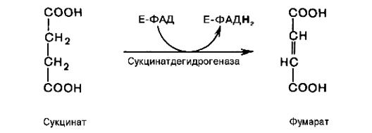 Окисления ацетил-CоА в цикле Кребса - student2.ru