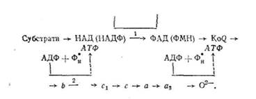 окислювальне фосфорилювання - student2.ru