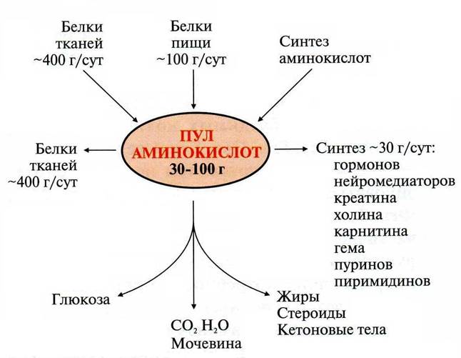 Они синтезируются в клетках желудка, поджелудочной железы и тонкой кишки - student2.ru