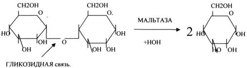 Они участвуют в реакциях ДЕГИДРИРОВАНИЯ, при этом они отнимают атомы Н2 от окисленного субстрата и транспортируют их на О2 - student2.ru