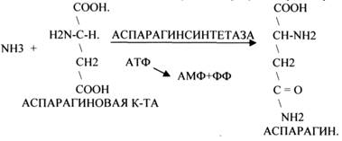 Они участвуют в реакциях ДЕГИДРИРОВАНИЯ, при этом они отнимают атомы Н2 от окисленного субстрата и транспортируют их на О2 - student2.ru