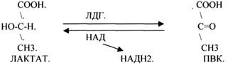 Они участвуют в реакциях ДЕГИДРИРОВАНИЯ, при этом они отнимают атомы Н2 от окисленного субстрата и транспортируют их на О2 - student2.ru