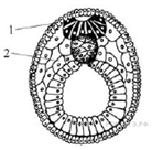 Онтогенез. Зародышевые листки - student2.ru