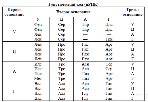 Онтогенез. Зародышевые листки - student2.ru