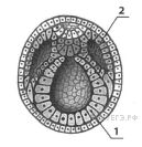 Онтогенез. Зародышевые листки - student2.ru