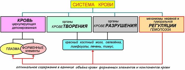 Определение количества жидкостей в организме. Количество крови - student2.ru