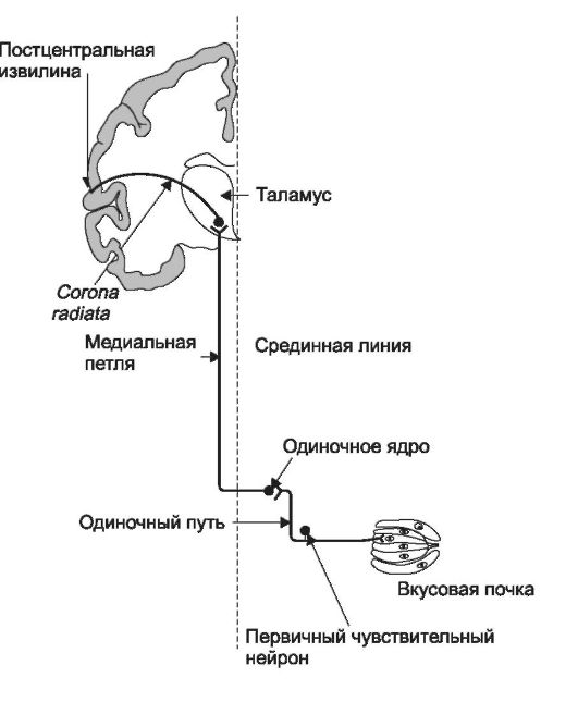 Орган гравитации и равновесия - - student2.ru